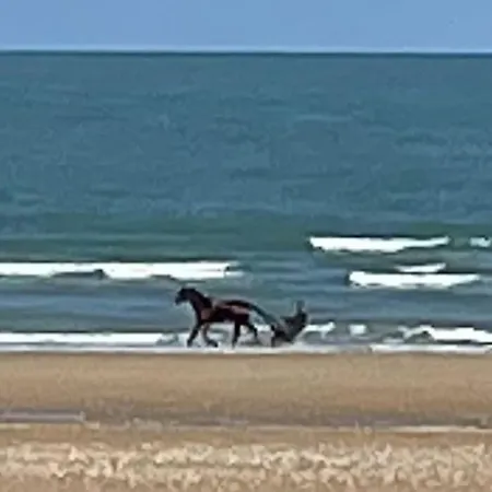 Au Grand Palmier T2 Cabourg
